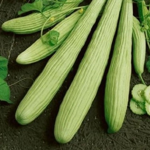 Imported American Cucumber (تر) 20+ Seeds