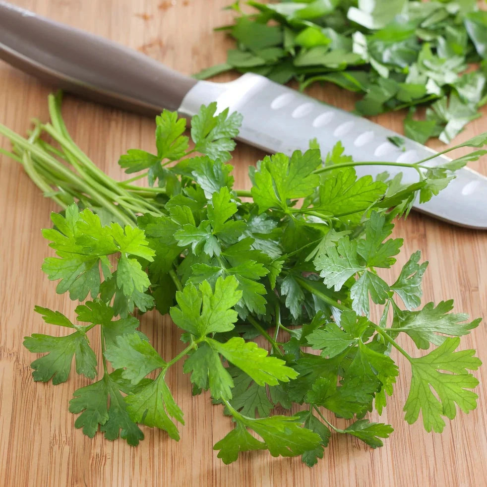 Parsley Flat ( پلین پارسلے) 100+ Seeds