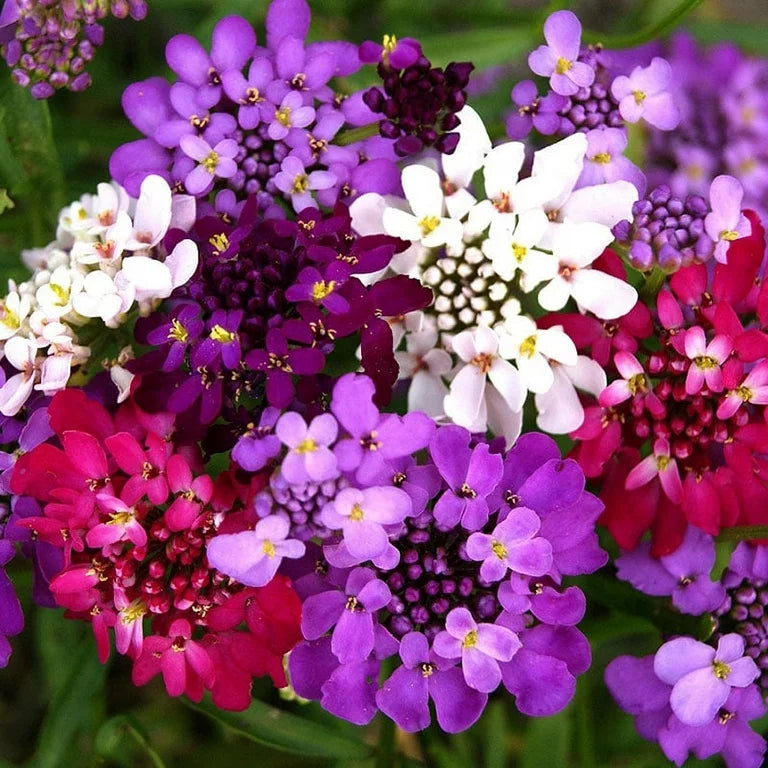 Candytuft Fairy Mix (کینڈی فیری مکس) 20+ Seeds