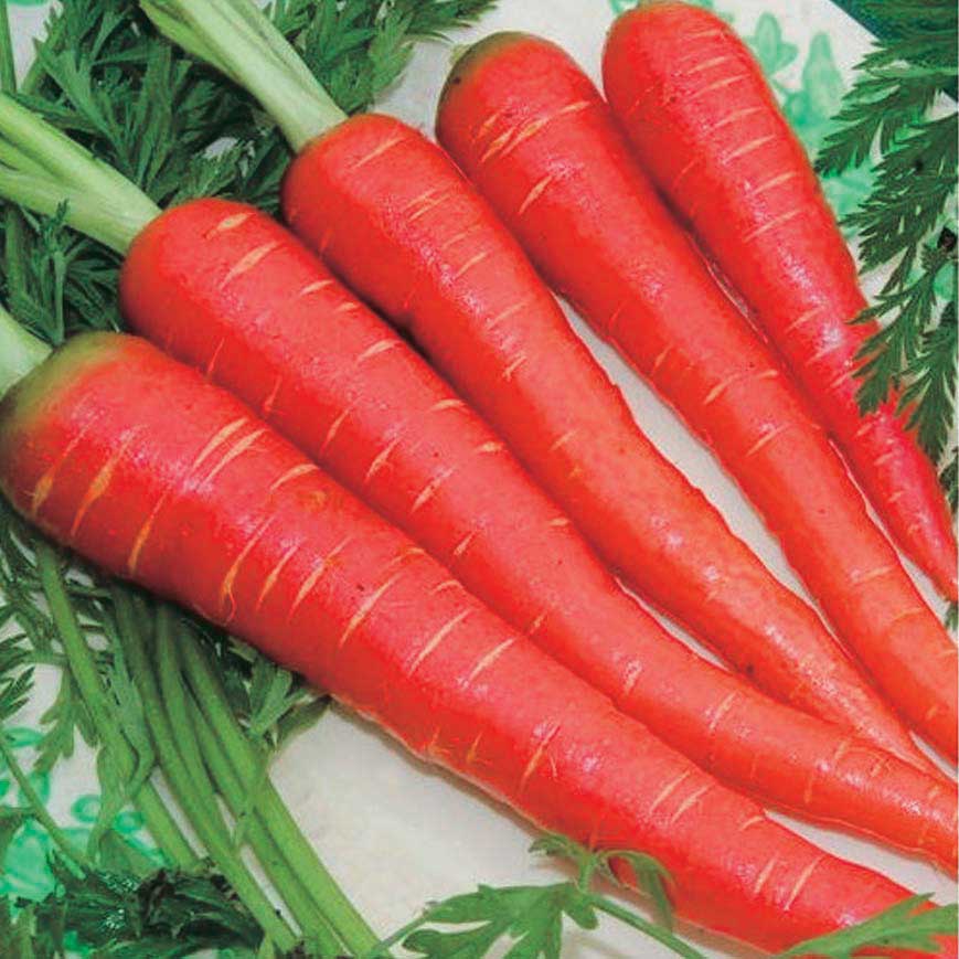 Carrot (گاجر) 300+ Seeds