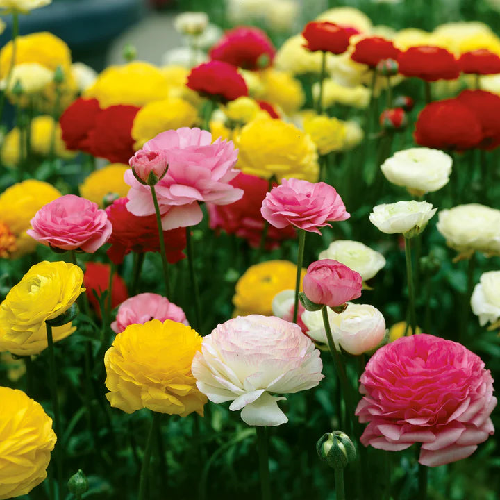 Ranunculus Mix