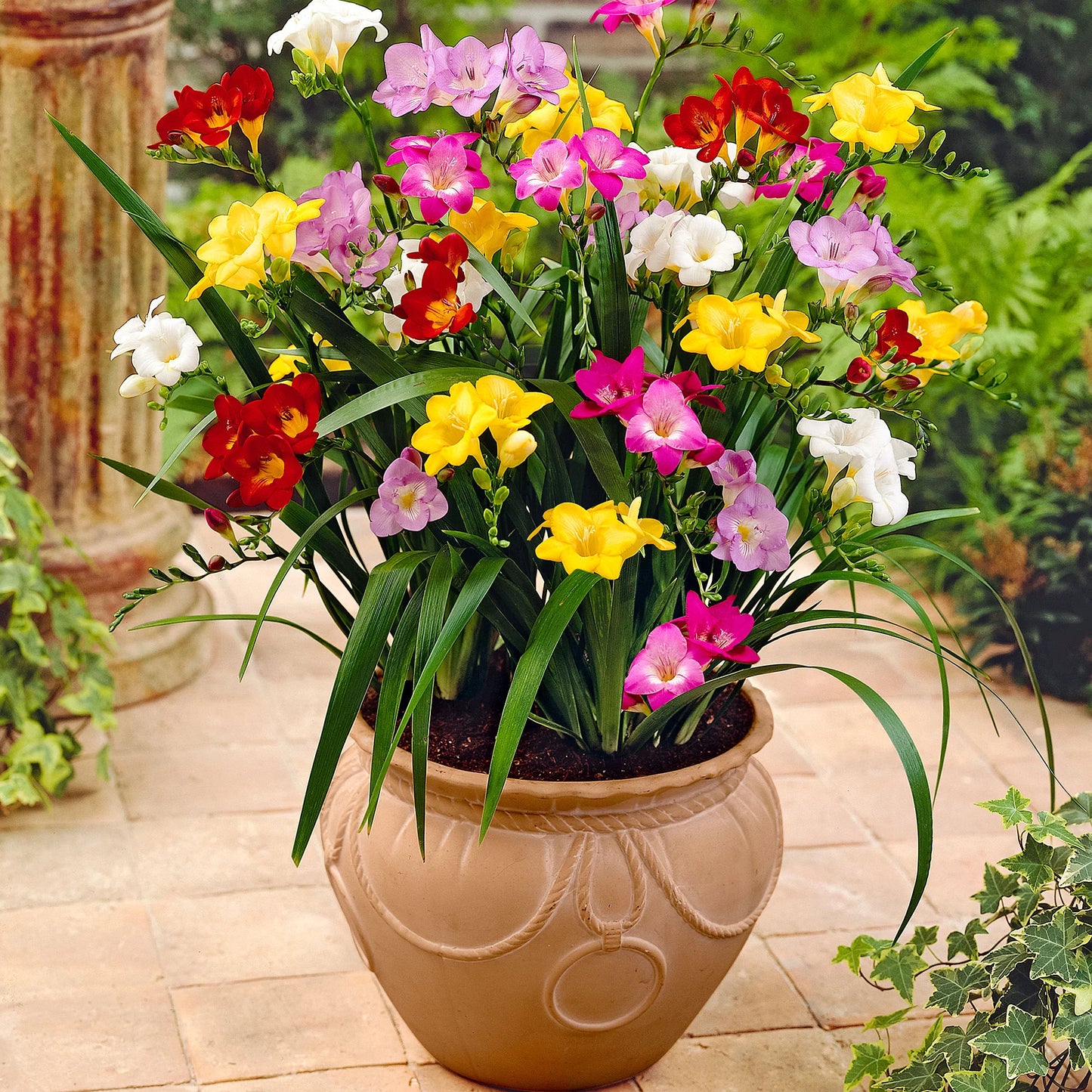 Freesia Mix