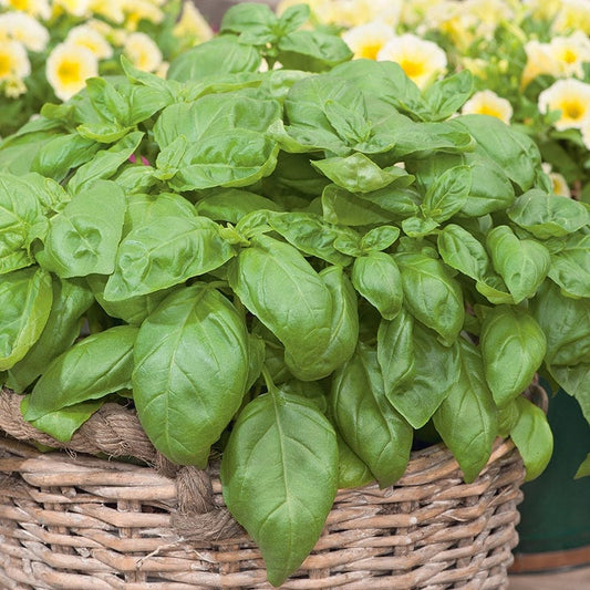 Imported Sweet Basil 40+ Seeds