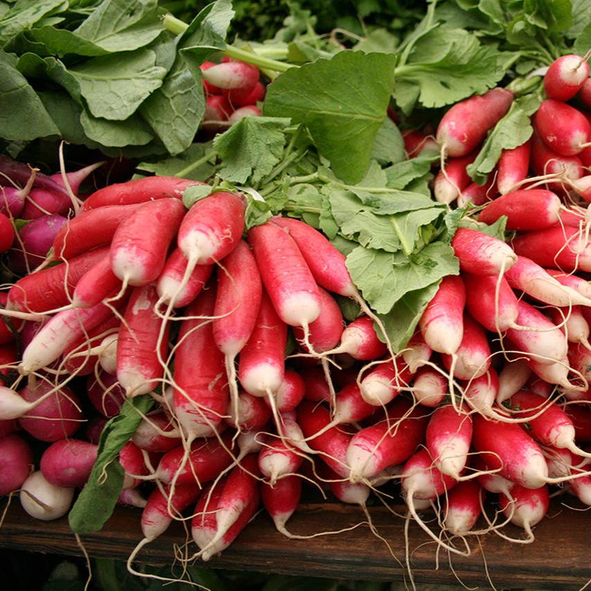 Flamebyont Radish (فلیم بیونٹ مولی) 30+ Seeds