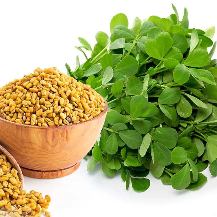 Fenugreek (میتھی) 500+ Seeds