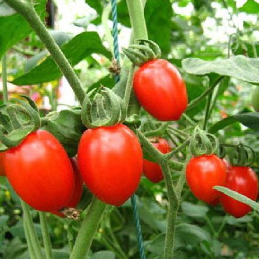 F1 Hybrid Tomatoes (ٹماٹر) 30 Seeds