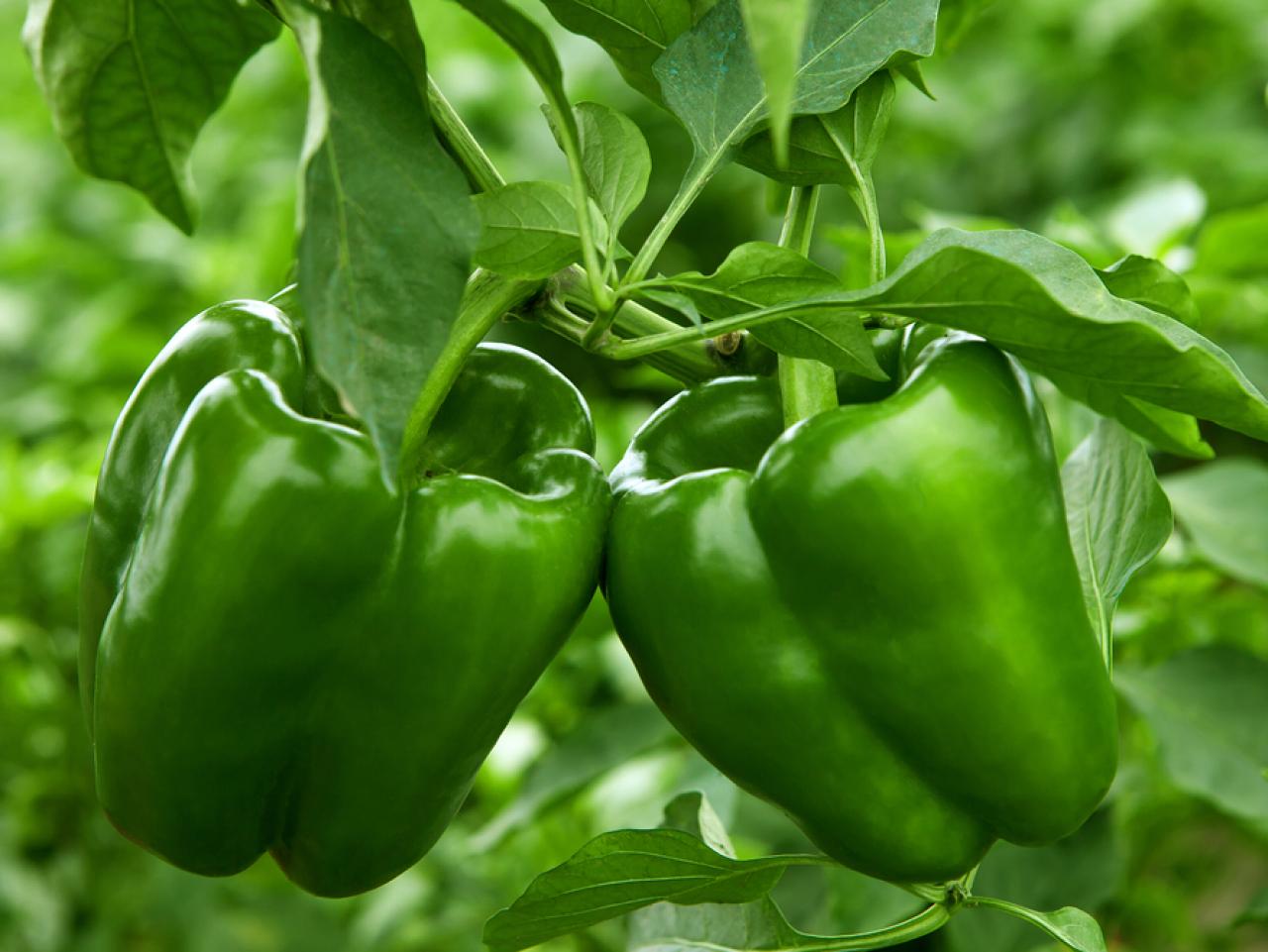 Green Capsicum (سبز شملہ) 25 Seeds