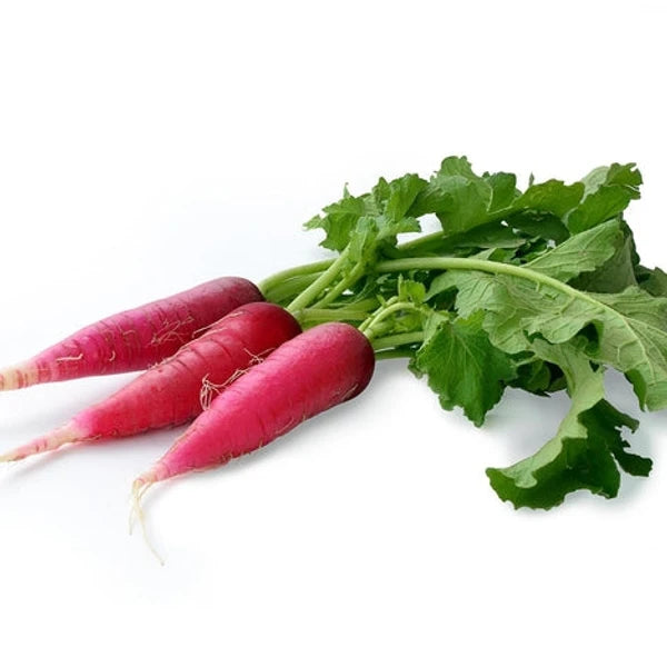 Rubano Radish (روبانو مولی) 30+ Seeds