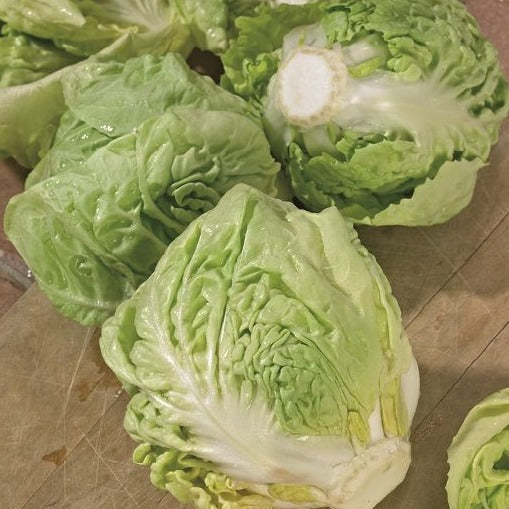 Chicory Lettuce (چکوری سلاد) 70+ Seeds