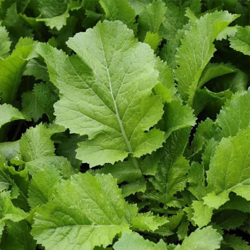 Mustard Greens (سرسوں ساگ) 500+ Seeds