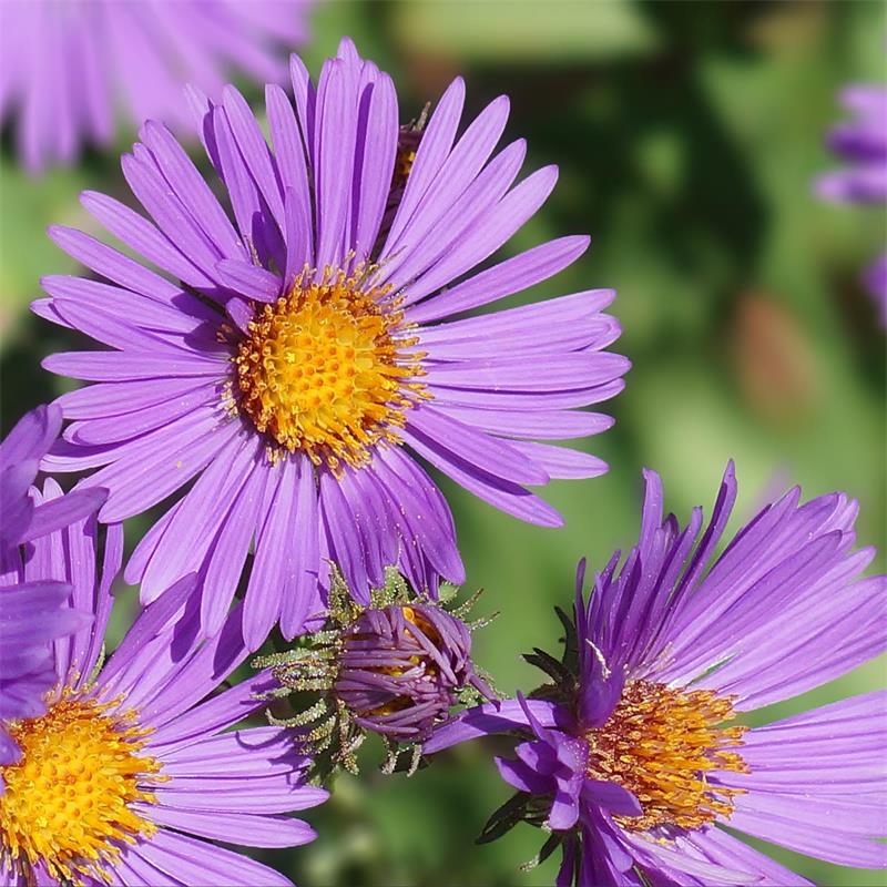 Aster New England (آسٹر نیو انگلیڈ) 30+ Seeds