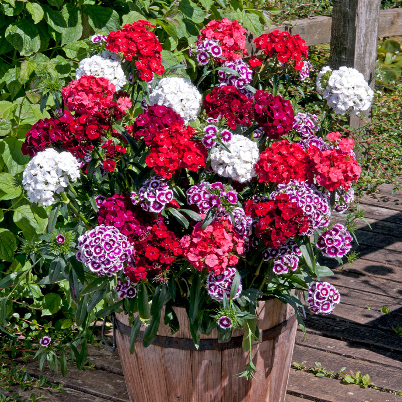 Dianthus Tall (ڈائنتھس ٹال) 20+ Seeds