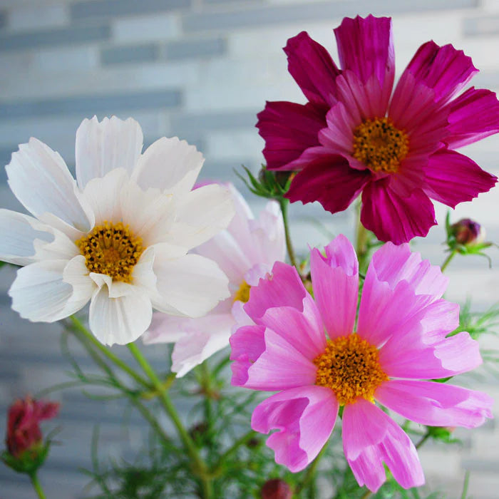 Cosmos Sea Shall (کوسموس سی شیل ) 20+ Seeds