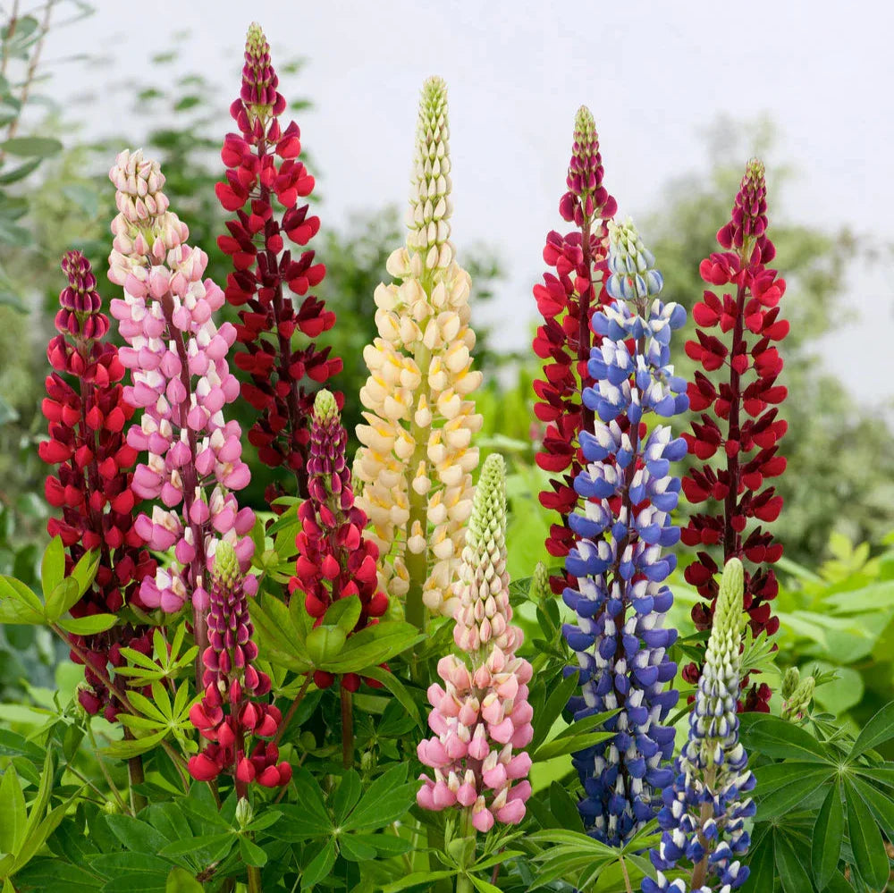 Imported Lupin Mix 20 Seeds