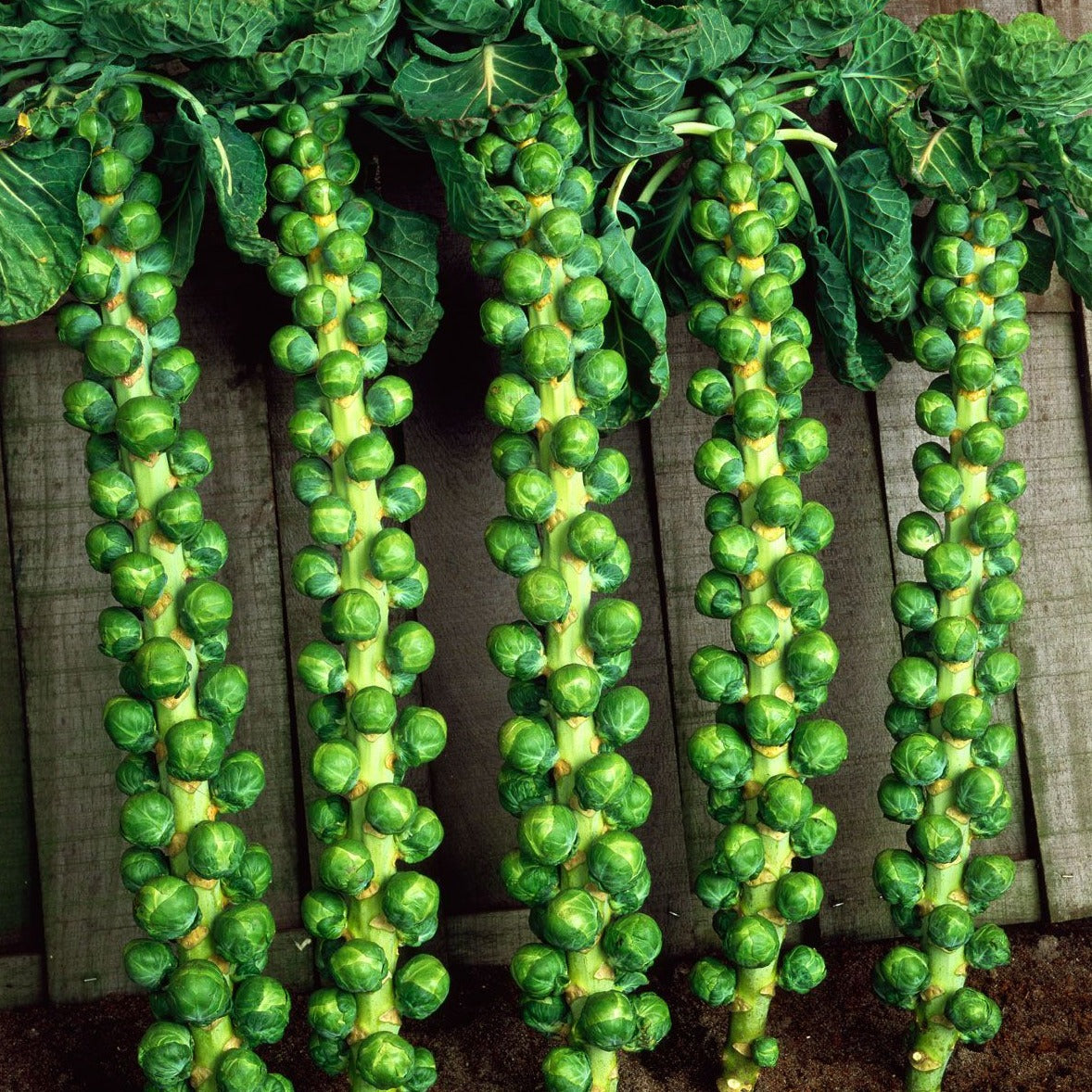 Brussel Sprouts (برسل سپرؤٹس) 30 Seeds