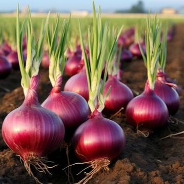 Desi Onion (دیسی پیاز) 100+ Seeds