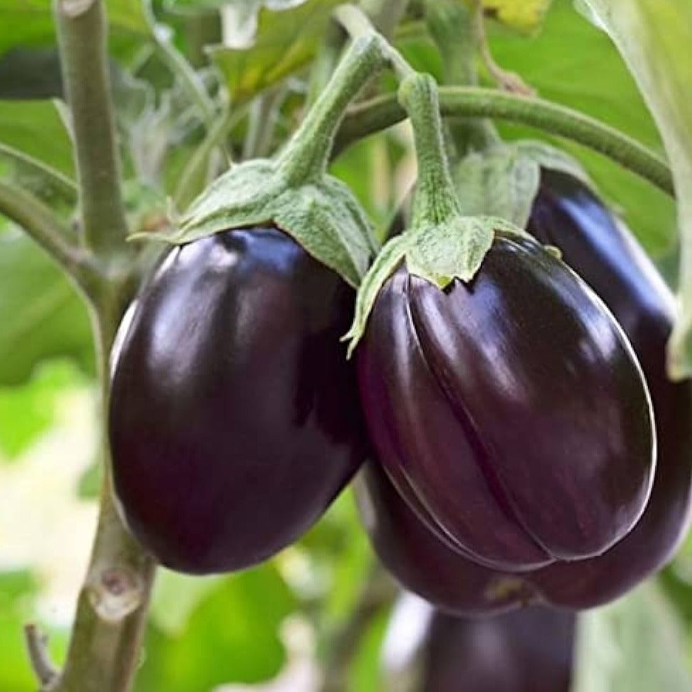 F1 Hybrid Round Brinjal (گول بینگن) 25 Seeds