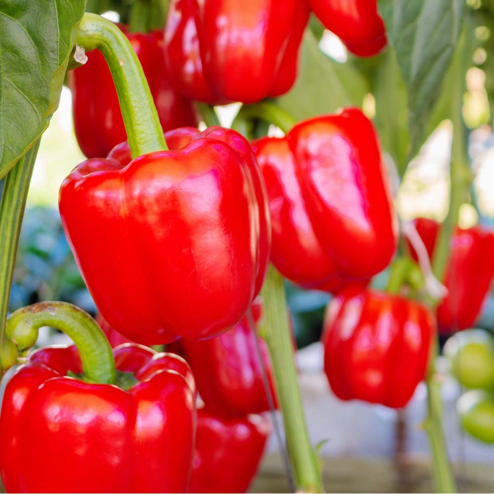 Red Capsicum (لال شملہ) 10 Seeds