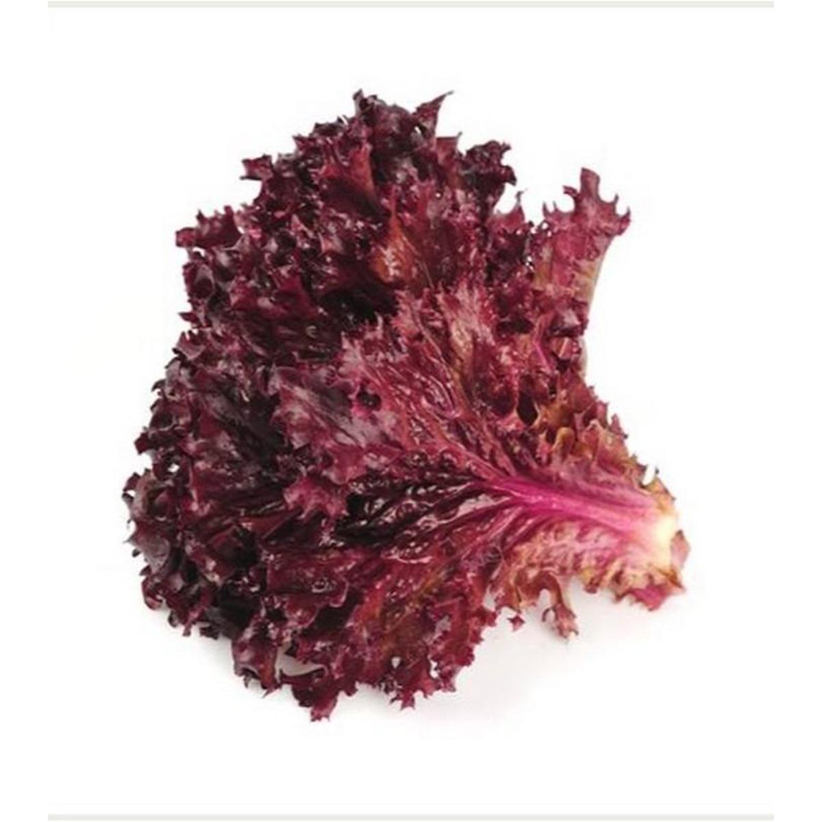 Hortus Red Lettuce (Lattuga Biscia Rossa) 25 Grams