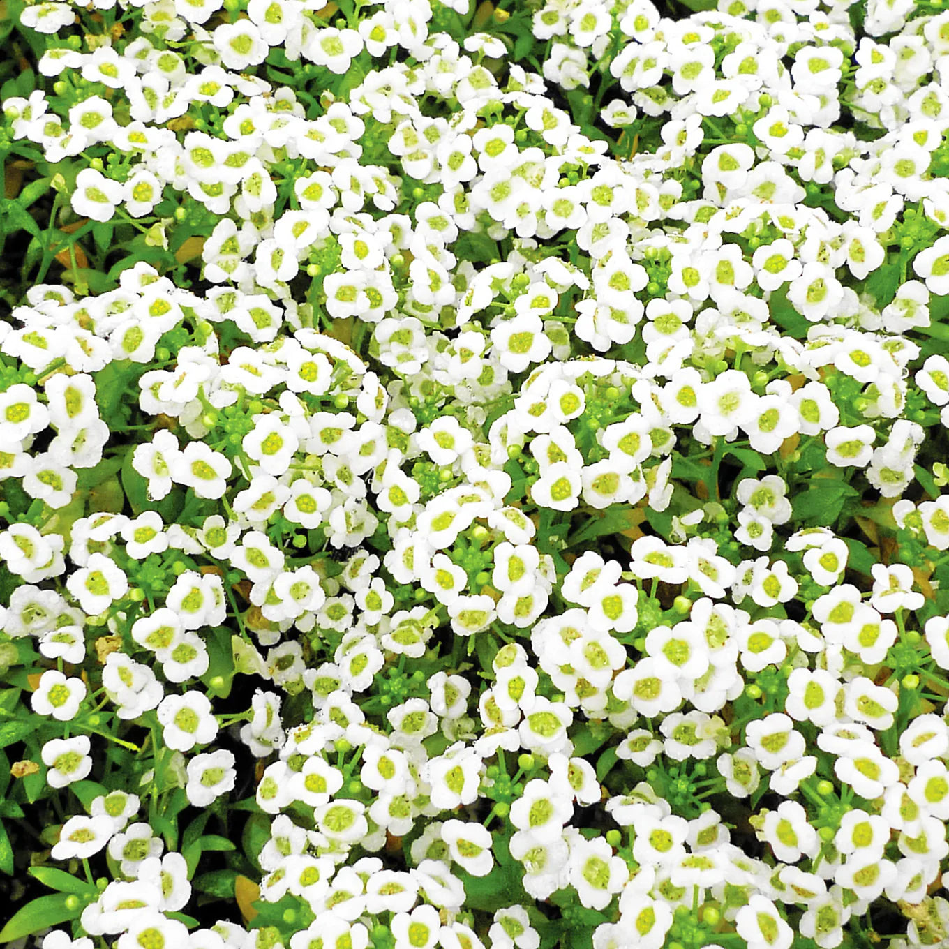 Imported Alyssum White 30+ Seeds