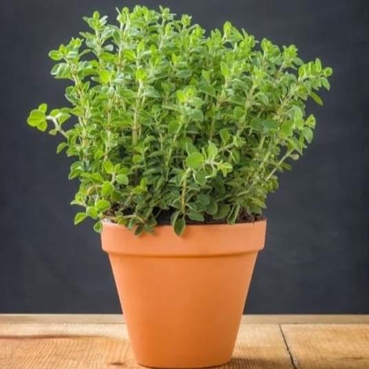 Imported Oregano 50+ Seeds