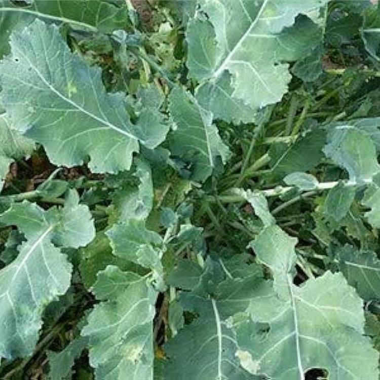 karram Saag (کڑم ساگ) 500+ Seeds