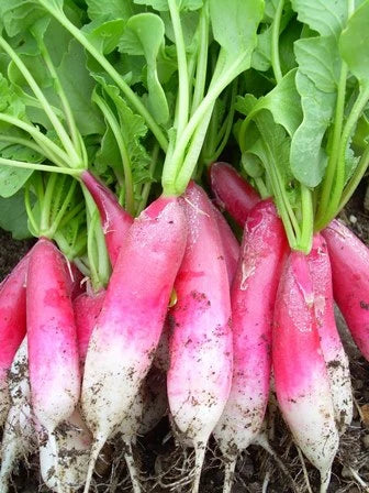 Hortus Red & White Radish (Ravanlello Flamboyant 3) 10gm