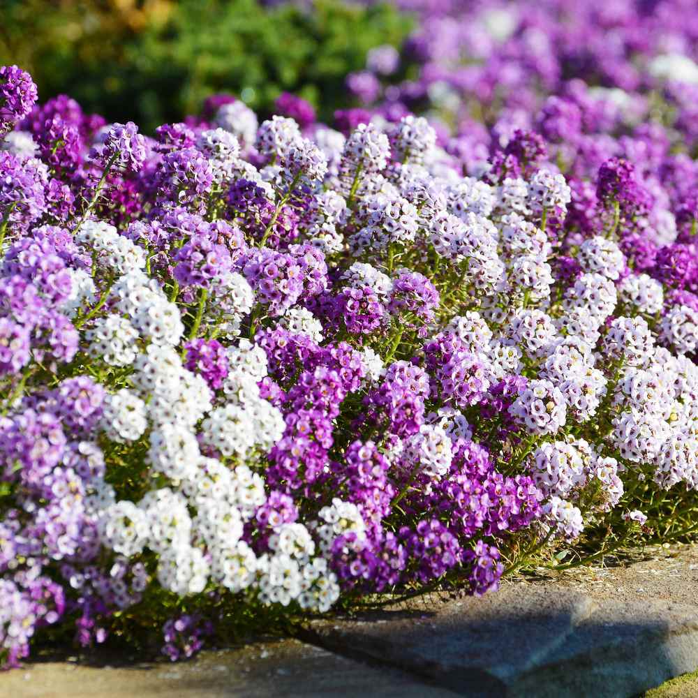 Imported Alyssum Mix 30+ Seeds