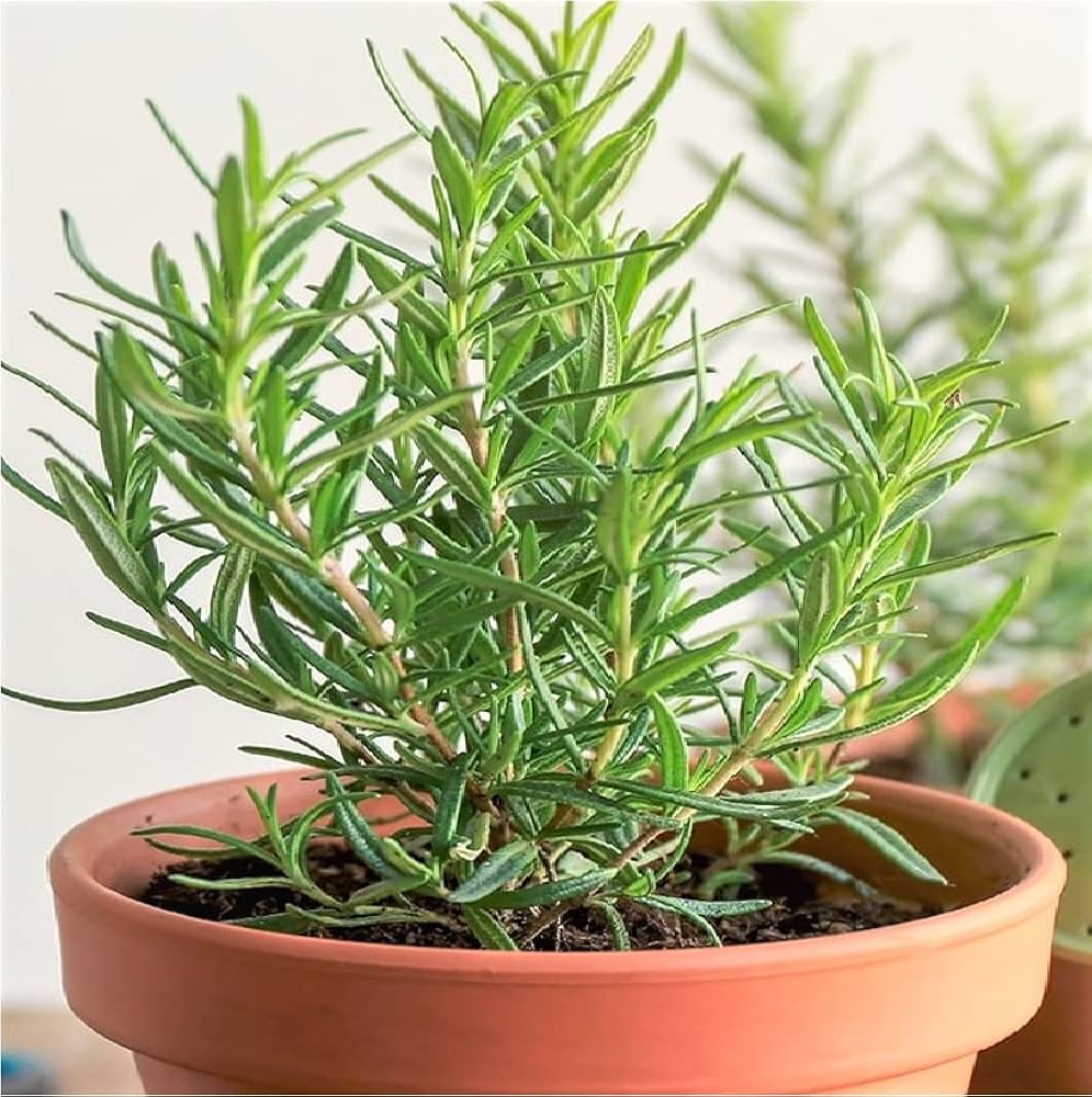 Imported Rosemary 30+ Seeds