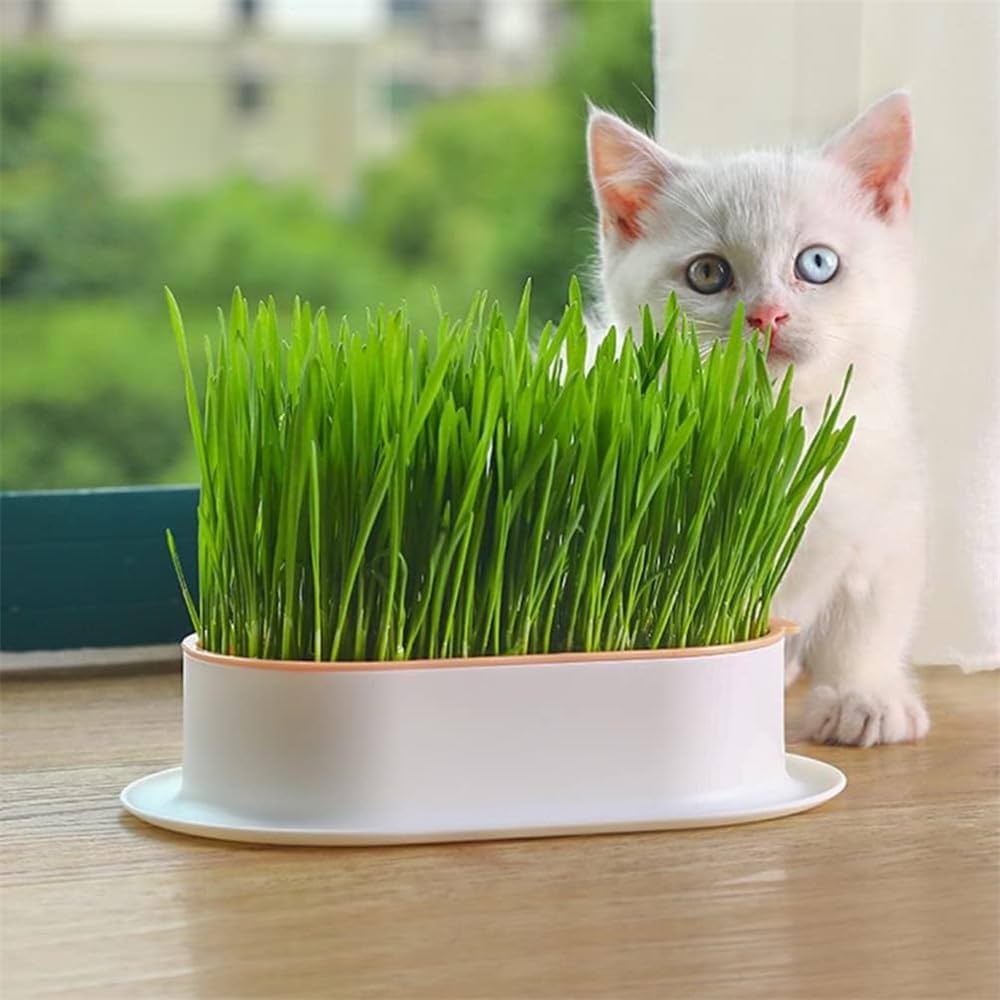 Cat Grass (کیٹ گراس) 50+ Seeds