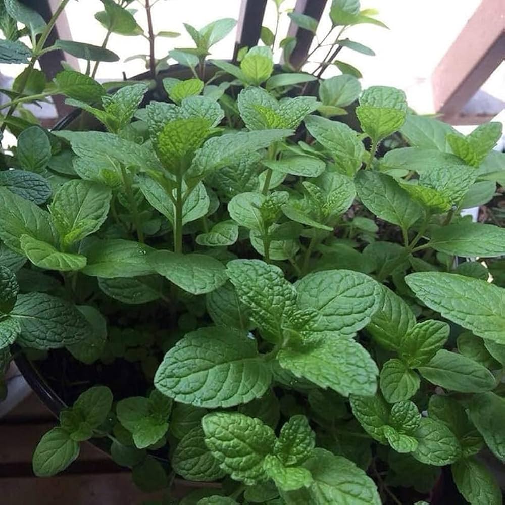 Imported Mint 100+ Seeds