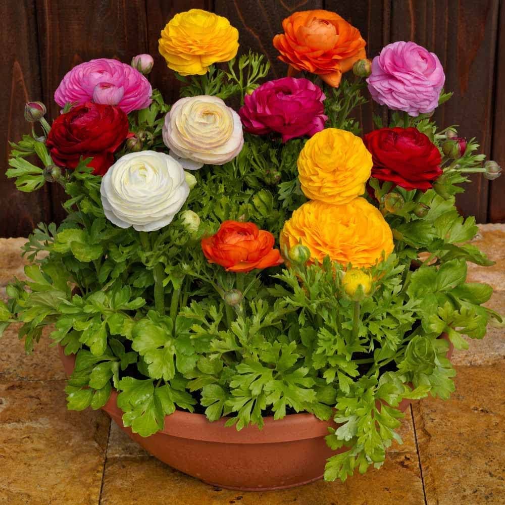 Ranunculus Mix