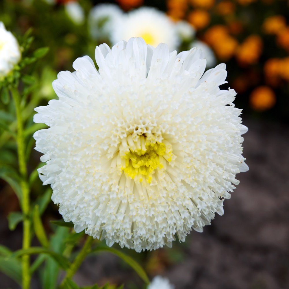 Imported Aster White 20+ Seeds