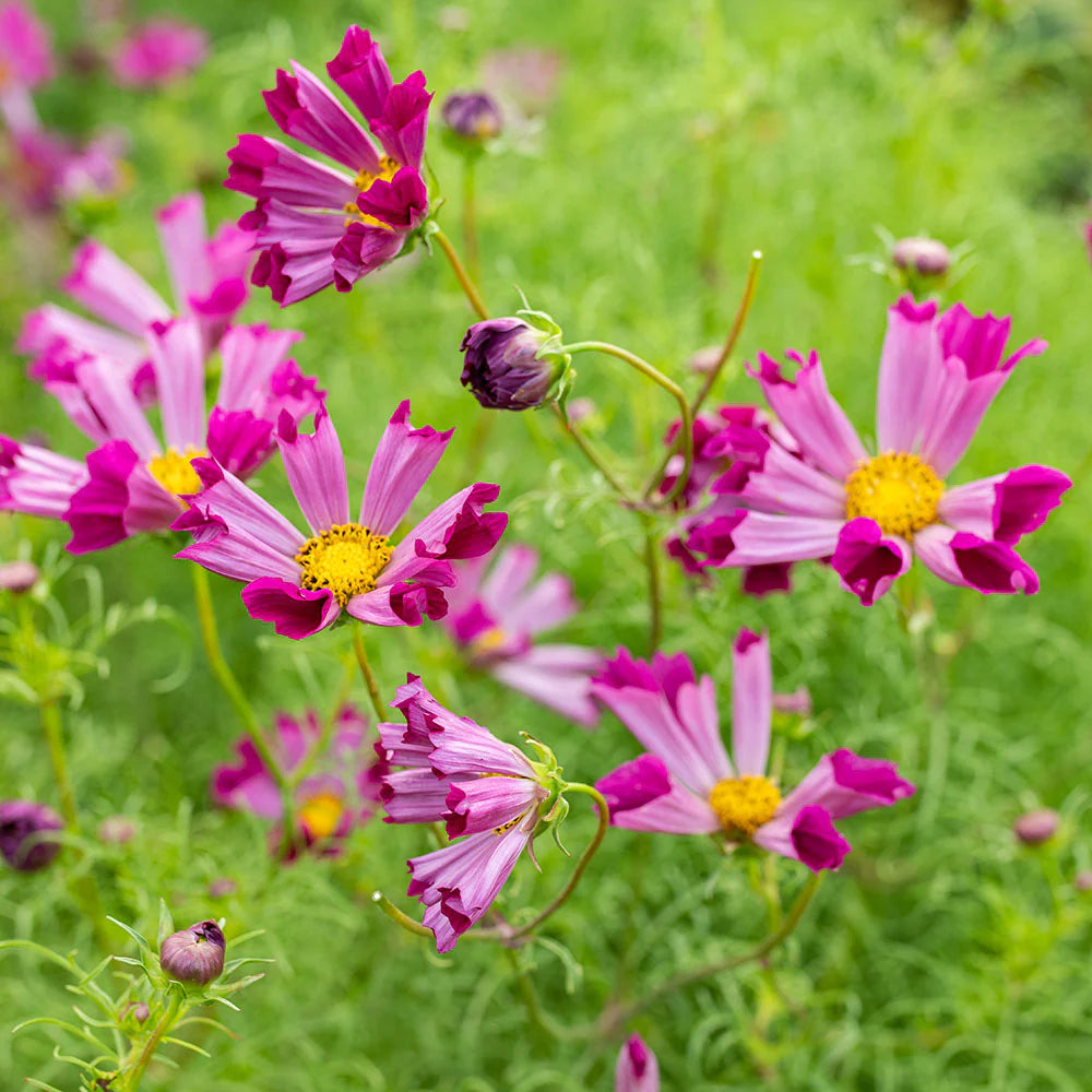 Cosmos Sea Shall (کوسموس سی شیل ) 20+ Seeds