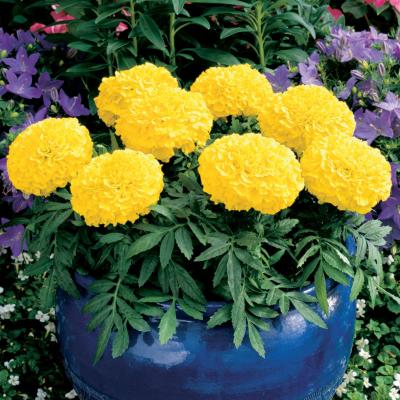 F1 African Marigold Yellow (افریکن میری گولڈ) 10 Seeds