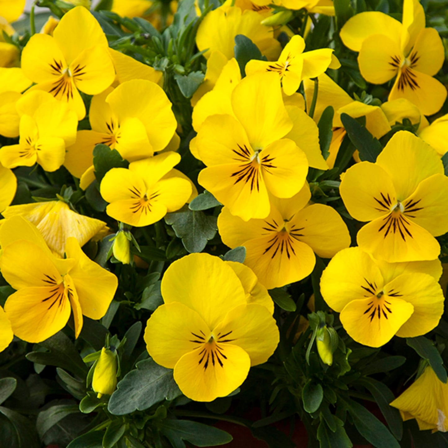 Imported Pensy Yellow (Viola) 30+ Seeds