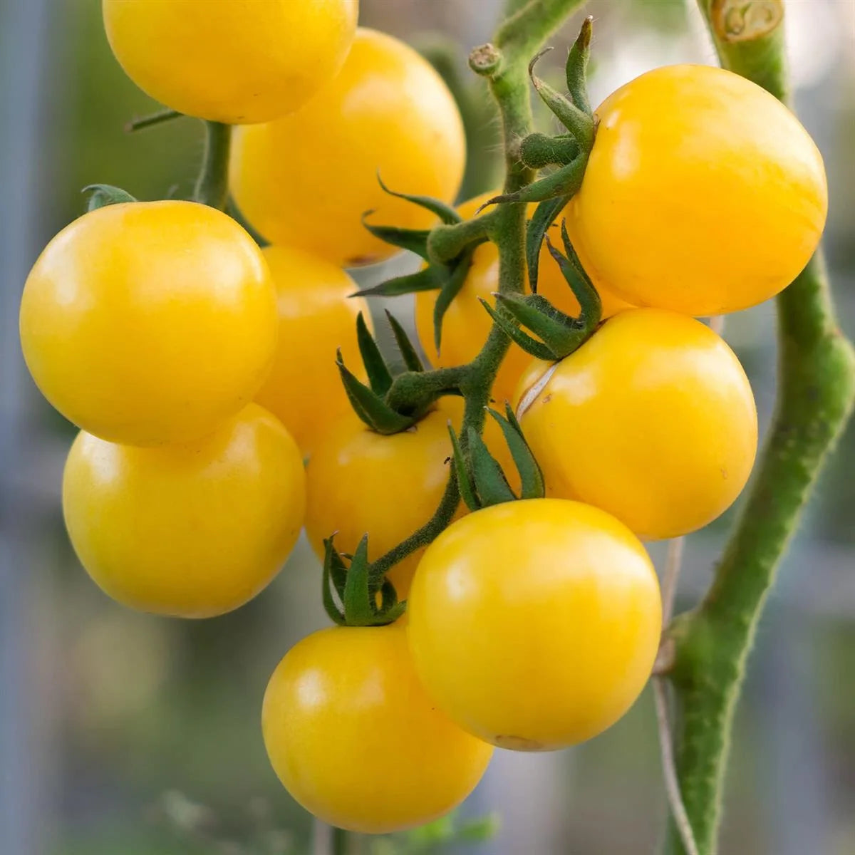 Yellow Cherry Tomatoes (ییلو چیری) 10 Seeds