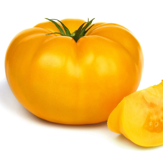 Yellow Beef Tomatoes (بیف ییلو ٹماٹر) 10 Seeds