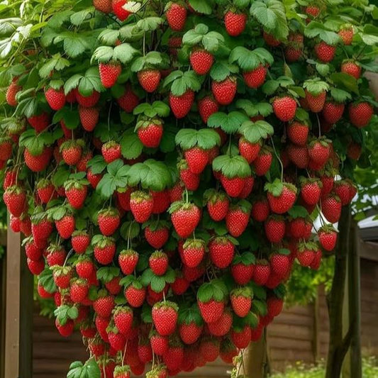 Imported Climbing Strawberry 100+ Seeds