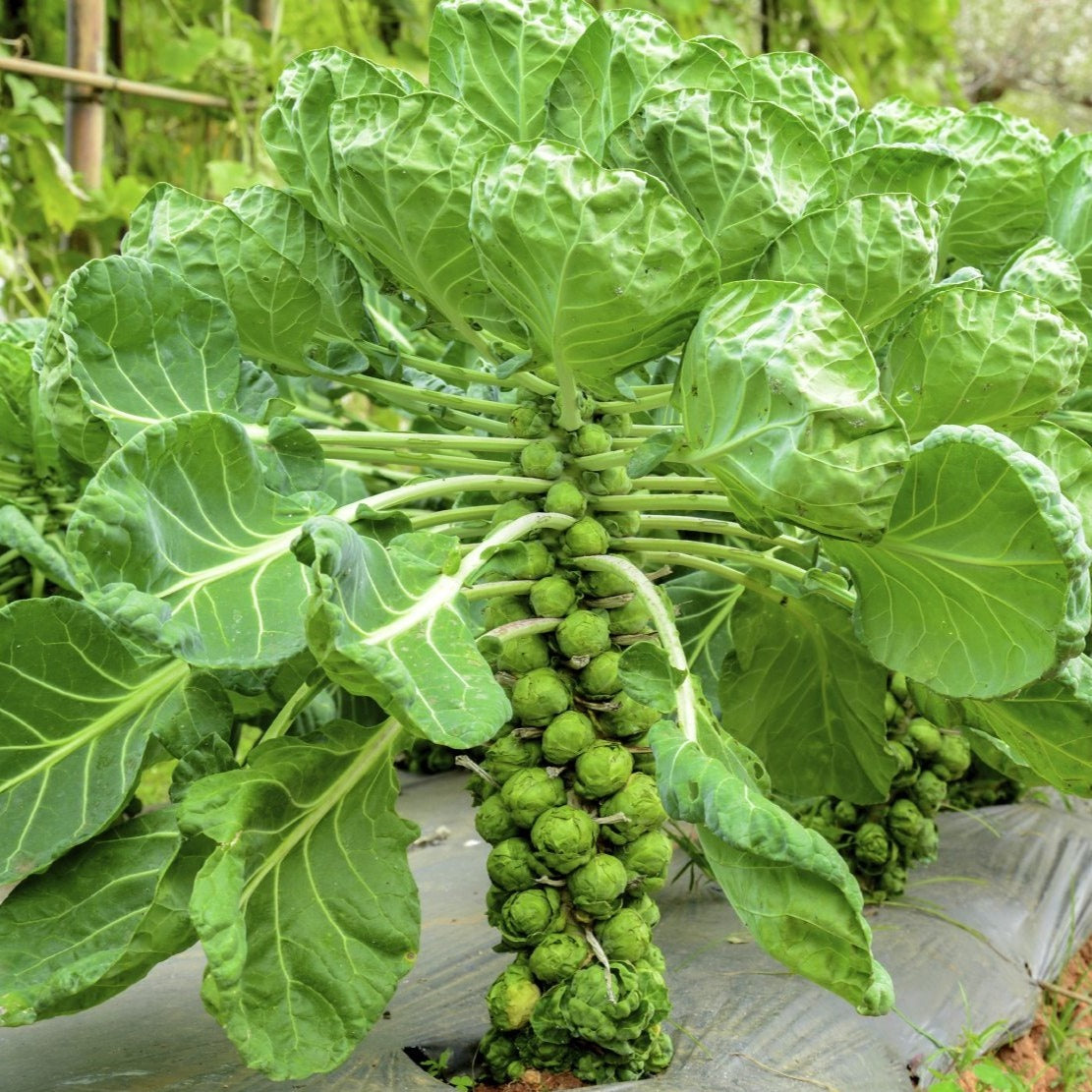 Brussel Sprouts (برسل سپرؤٹس) 30 Seeds