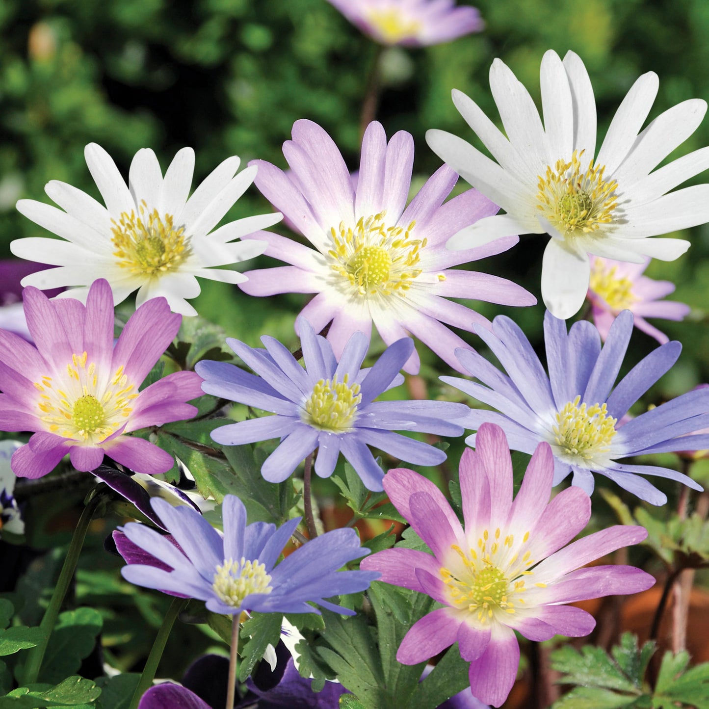 Anemone Blanda Mixed (Windflowers)