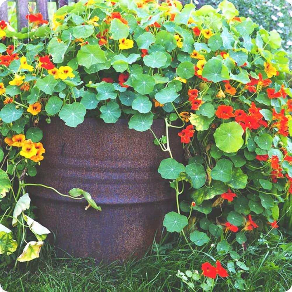 Nasturtium Mix (نسٹشیئم مکس) 10 Seeds