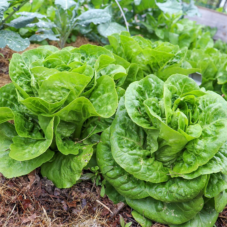 Romaine Salad (رومین سلاد) 50 Seeds