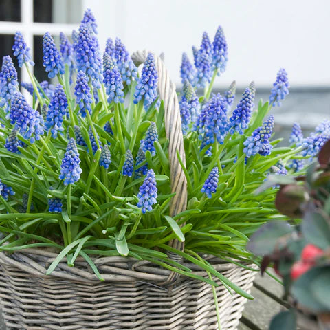 Muscari Armeniacum (Grape Hyacinth)