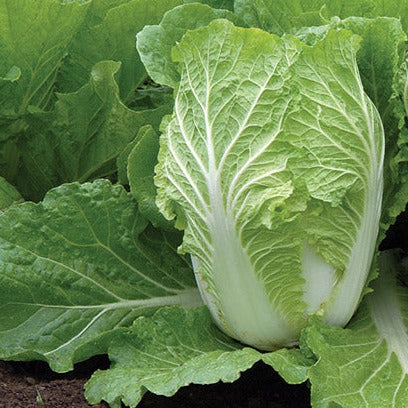 F1 Chines Cabbage (چائینیز گوبھی) 30 Seeds