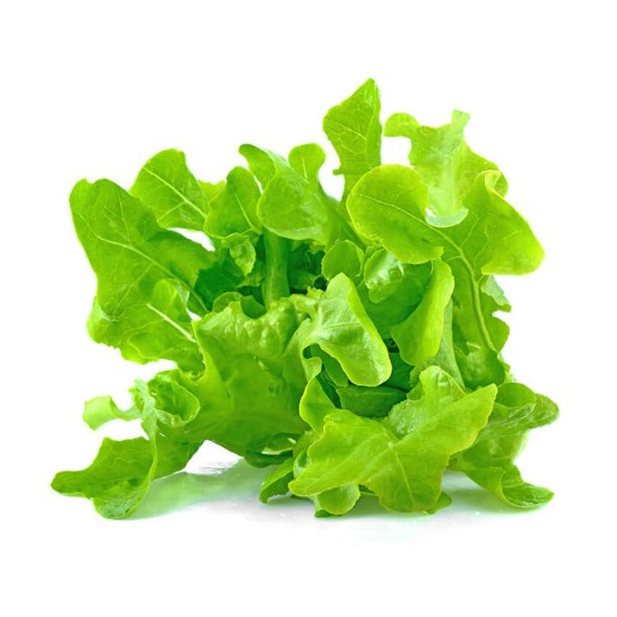 Barba Lettuce (باربا سلاد) 50+ Seeds