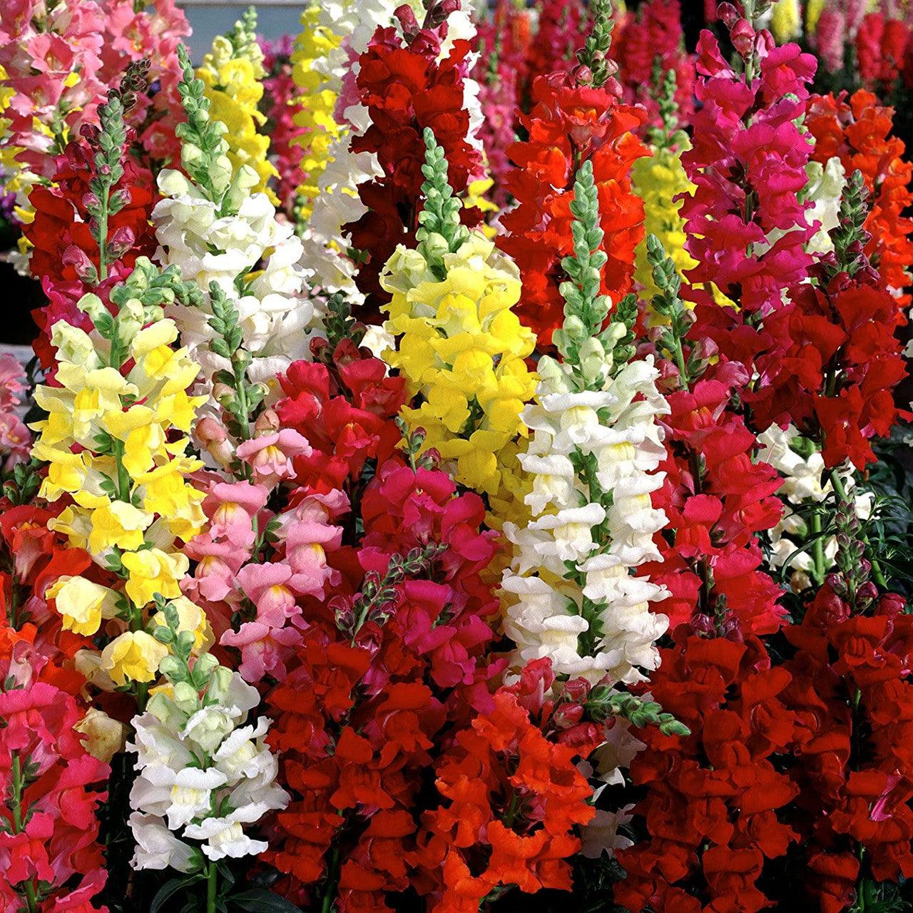 Snapdragon Mix (سنیپ ڈریگن مکس) 20+ Seeds