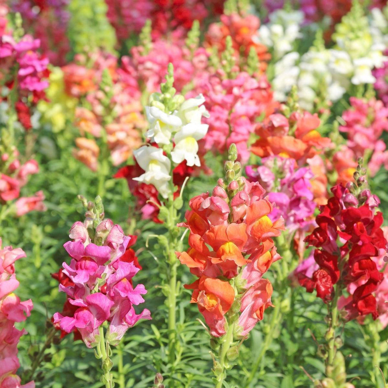 Snapdragon Mix (سنیپ ڈریگن مکس) 20+ Seeds