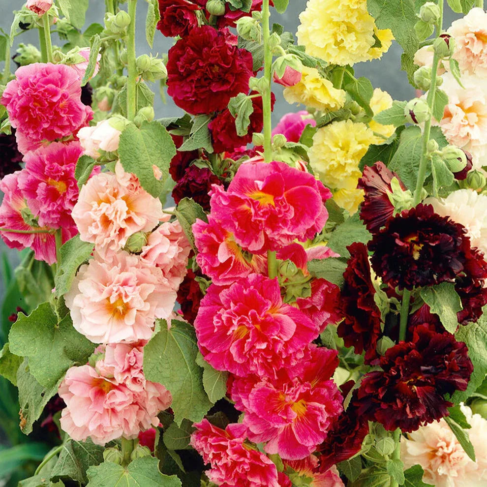 Imported Hollyhock Double Mix 20+ Seeds