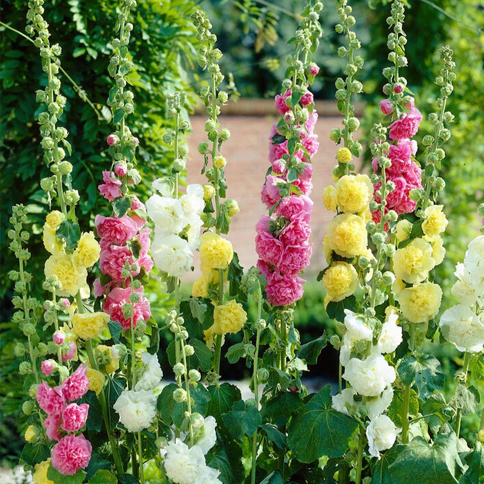 Imported Hollyhock Double Mix 20+ Seeds